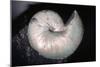 Ammonite Fossil Cretaceous Period 110 MYA-null-Mounted Photographic Print