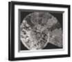 Ammonite Fossil - Focus-Assaf Frank-Framed Giclee Print