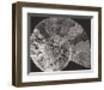 Ammonite Fossil - Focus-Assaf Frank-Framed Giclee Print