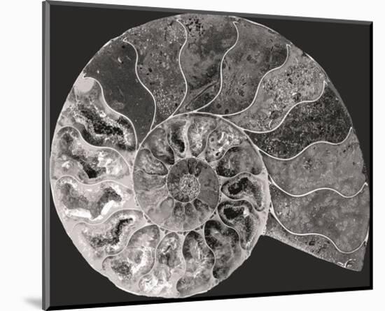 Ammonite Fossil - Focus-Assaf Frank-Mounted Giclee Print