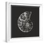 Ammonite Fossil - Still-Assaf Frank-Framed Giclee Print