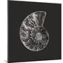 Ammonite Fossil - Still-Assaf Frank-Mounted Giclee Print