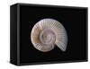 Ammonite Fossil-Walter Geiersperger-Framed Stretched Canvas