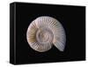 Ammonite Fossil-Walter Geiersperger-Framed Stretched Canvas