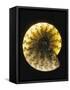 Ammonite Fossil-Layne Kennedy-Framed Stretched Canvas