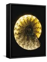 Ammonite Fossil-Layne Kennedy-Framed Stretched Canvas