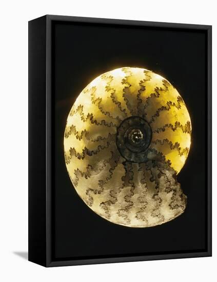 Ammonite Fossil-Layne Kennedy-Framed Stretched Canvas