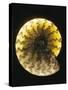 Ammonite Fossil-Layne Kennedy-Stretched Canvas