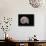 Ammonite Fossil-Walter Geiersperger-Photographic Print displayed on a wall