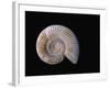 Ammonite Fossil-Walter Geiersperger-Framed Photographic Print