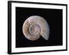 Ammonite Fossil-Walter Geiersperger-Framed Photographic Print