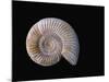Ammonite Fossil-Walter Geiersperger-Mounted Photographic Print