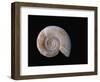 Ammonite Fossil-Walter Geiersperger-Framed Photographic Print