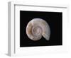 Ammonite Fossil-Walter Geiersperger-Framed Photographic Print