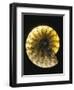 Ammonite Fossil-Layne Kennedy-Framed Photographic Print