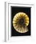 Ammonite Fossil-Layne Kennedy-Framed Photographic Print