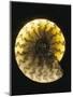 Ammonite Fossil-Layne Kennedy-Mounted Photographic Print