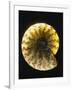 Ammonite Fossil-Layne Kennedy-Framed Photographic Print