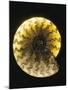 Ammonite Fossil-Layne Kennedy-Mounted Photographic Print