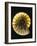 Ammonite Fossil-Layne Kennedy-Framed Photographic Print