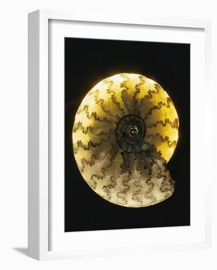 Ammonite Fossil-Layne Kennedy-Framed Photographic Print