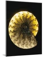 Ammonite Fossil-Layne Kennedy-Mounted Photographic Print