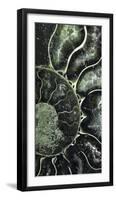 Ammonite - Helix-Assaf Frank-Framed Giclee Print