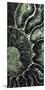 Ammonite - Helix-Assaf Frank-Mounted Giclee Print