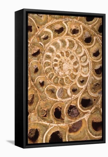 Ammonite I-Vision Studio-Framed Stretched Canvas