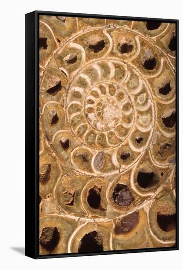 Ammonite I-Vision Studio-Framed Stretched Canvas