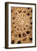 Ammonite I-Vision Studio-Framed Art Print