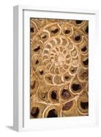 Ammonite I-Vision Studio-Framed Art Print