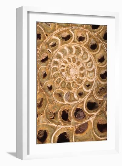 Ammonite I-Vision Studio-Framed Art Print