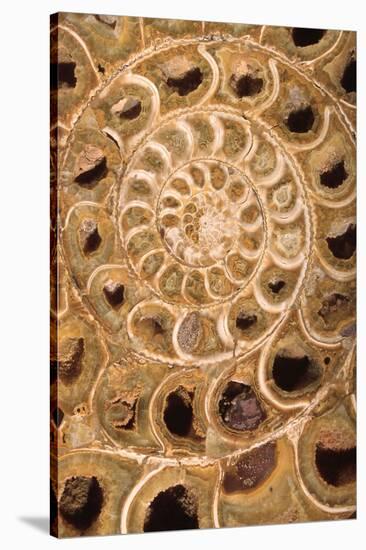 Ammonite I-Vision Studio-Stretched Canvas