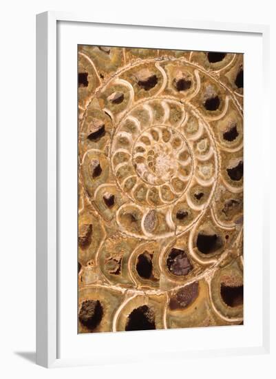 Ammonite I-Vision Studio-Framed Art Print