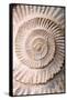 Ammonite II-Vision Studio-Framed Stretched Canvas