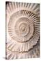 Ammonite II-Vision Studio-Stretched Canvas