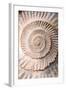 Ammonite II-Vision Studio-Framed Art Print