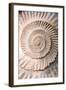 Ammonite II-Vision Studio-Framed Art Print