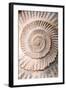 Ammonite II-Vision Studio-Framed Art Print