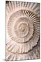 Ammonite II-Vision Studio-Mounted Art Print