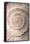 Ammonite II-Vision Studio-Framed Stretched Canvas