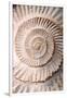 Ammonite II-Vision Studio-Framed Art Print