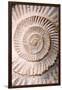 Ammonite II-Vision Studio-Framed Art Print