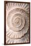 Ammonite II-Vision Studio-Framed Art Print