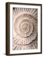 Ammonite II-Vision Studio-Framed Art Print