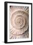 Ammonite II-Vision Studio-Framed Art Print