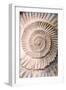 Ammonite II-Vision Studio-Framed Art Print