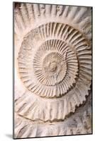 Ammonite II-Vision Studio-Mounted Art Print