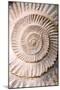Ammonite II-Vision Studio-Mounted Art Print